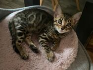 Bengal kitten 2 Mädchen 12 Wochen alt - Dortmund