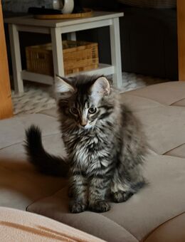 Maine coon Kitten - Schönwald (Schwarzwald)
