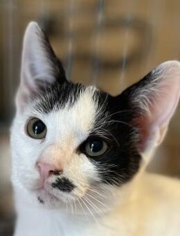 Orion - Kleiner Stern - Süderbrarup