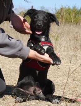 Kleiner Ron sucht ein Zuhause - Kleinostheim