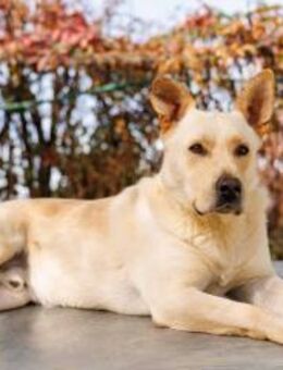 CUBULET - verschmust & liebenswert - Kallmünz