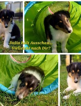 Collie Welpe weiblich amerik. tricolor mit Ahnentafel und DOK-Augenuntersuchung Zertifikat, genet.getestet Laboklin - Auerbach (Vogtland)