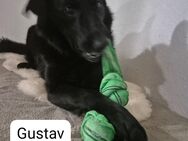 Gustav, schwarz, groß und keine Chance? - Riedstadt
