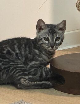 Snowbengal kitten, Mädchen - Berlin Tempelhof-Schöneberg
