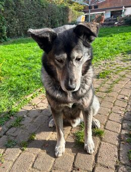 Knuffiger Rüde sucht 5⭐️Zuhause - Breitengüßbach
