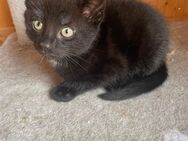 Babykatzen 12 Wochen alt - Hamburg Wandsbek