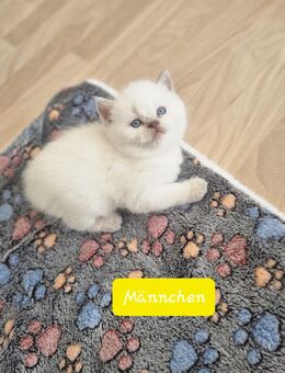 BKH Point Kitten mit blauen Augen - Neuss