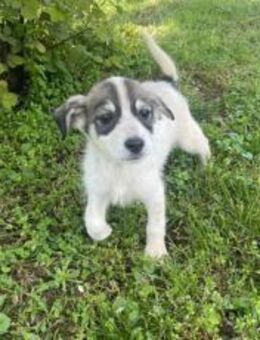 Süßes Welpenmädchen Cody - München