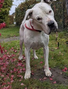 sanfte Zuckerpuppe Helga - Bad Oeynhausen