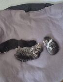 Kitten Babys in 44623