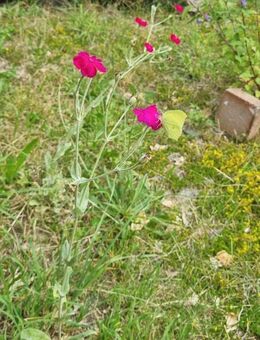 Kronen- Lichtnelke, Vexiernelke (Silene coronaria) - Horgenzell