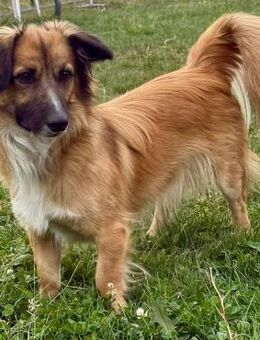 Luka- hübscher Junghund mit viel Energie - Velbert