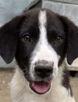 Sandor, geb. ca. 05/2024, GRIECHENLAND - Markdorf