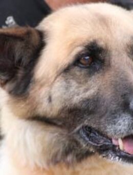 Cassie - sehr verschmust u. lieb ❤️❤️❤️ - Lohra