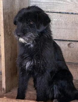 Miri - muss gute Erfahrungen machen - Willich