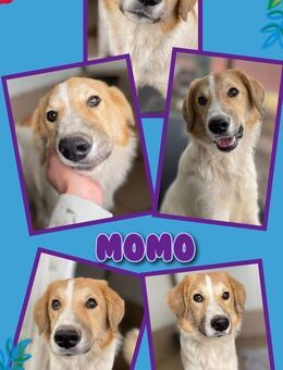 Hübscher Momo sucht neues Körbchen! - Nürnberg
