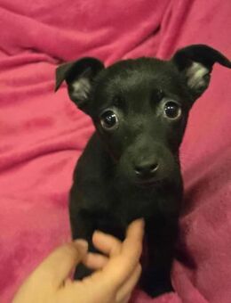 Aufgewecktes Welpenmädchen LORI sucht♥️ - München