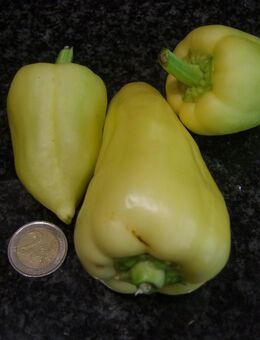 Paprika Belozerka - Stuttgart