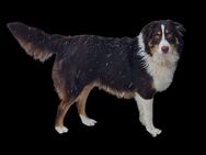 Australian shepherd Hündin - Kerpen (Kolpingstadt)