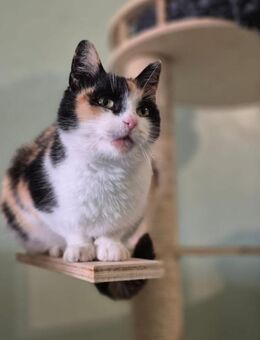 Tinka & Fine zusammen oder einzeln - Hochheim (Main)