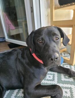 Velvet - Lorsch (Karolingerstadt)