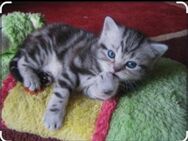 Bhk Baby Katzen - Reutlingen