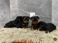 Yorkshire Terrier Welpen mini baby antialergika