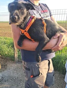 Luna/ Dorothie VA Zarte junge Hündin - Neustadt (Rübenberge)