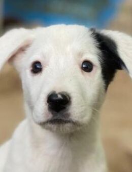 Cherry, geb. ca. 08/2025, GRIECHENLAND - Euskirchen