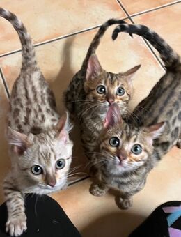 Bengal Kitten Katzenbabys - Massen-Niederlausitz