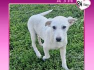 ❤ ASH ❤ - TRAUMZUHAUSE GESUCHT! - Alfeld (Leine)