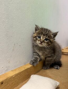 Süße Maine Coon Babies suchen liebevolles Zuhause - Tübingen