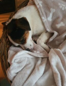 kleine Elsie, 36cm, kennt schon vieles - Köln