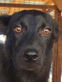 BLACKY-wunderschöner Jung-Rüde,41 cm - Rösrath