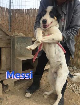 Messi 01/23 - Kumpeltyp sucht Partner! - Heppenheim (Bergstraße)