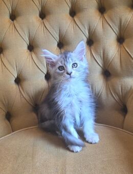 Maine Coon Mädchen sucht neues liebevolles Zuhause - Wetterzeube