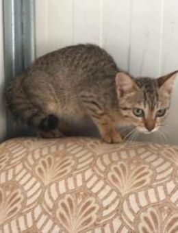 Francesca, zarte Schönheit, ca. 4 Monate - Vaterstetten