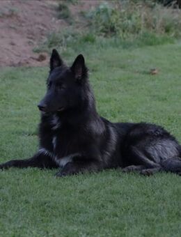 Loki sucht neues, liebevolles zuhause - Peine