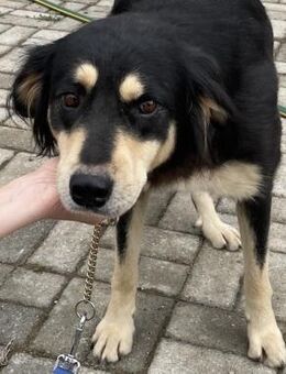 Luna - Liebe & sanfte Hündin - Berlin