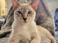 Tabby point Siam Mädchen - Schönermark