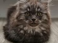 Kitten trio - Castrop-Rauxel Zentrum