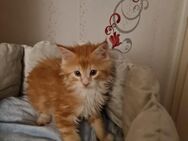 Zwei Maine Coon Kitten suchen noch... - Lommatzsch