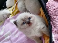 5 Wunderschöne BKH Bluepoint Kitten - Oberhausen