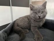 Britische kurzhaar baby katzen - Siegen (Universitätsstadt)