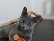 Russisch blau Kitten mit Stammbaum von Hobbyszucht - Königswinter