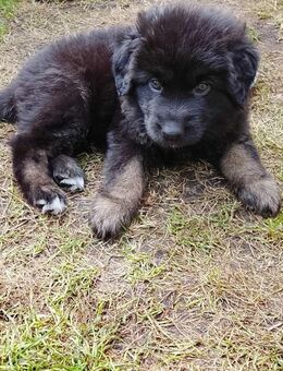 Schäferhund Neufundländer Welpen - Oldenburg