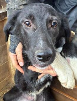 SALOME ~ süßes schwarzes Mädchen - Duisburg