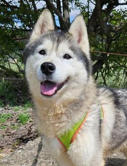 Nala möchte nie mehr verlassen werden - Laatzen