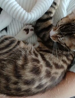 Junger liebevoller Kater sucht ein Zuhause - Nümbrecht