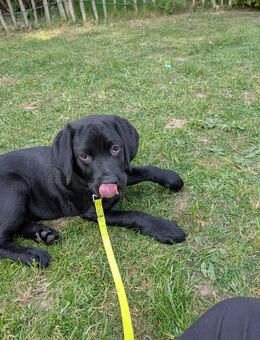 Süßer Labrador sucht zuhause - Wetter (Ruhr)